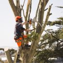 Man using chainsaw in tree