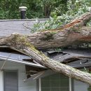 Tree Fallen On house