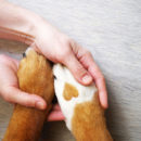 person holding dogs paws